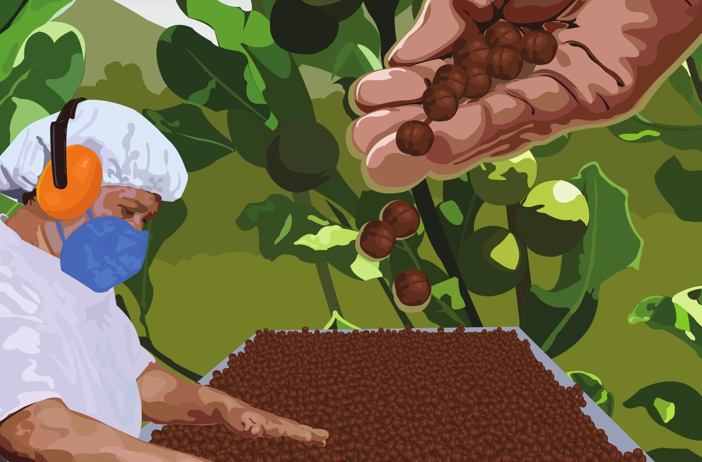 Macadamia La Loma